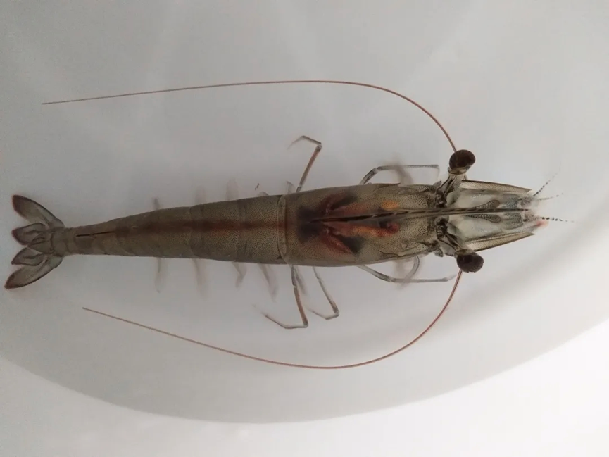 1762129479189812.png 5.png