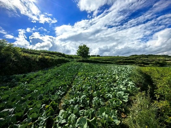 1769152664465707.jpg 图片4.jpg