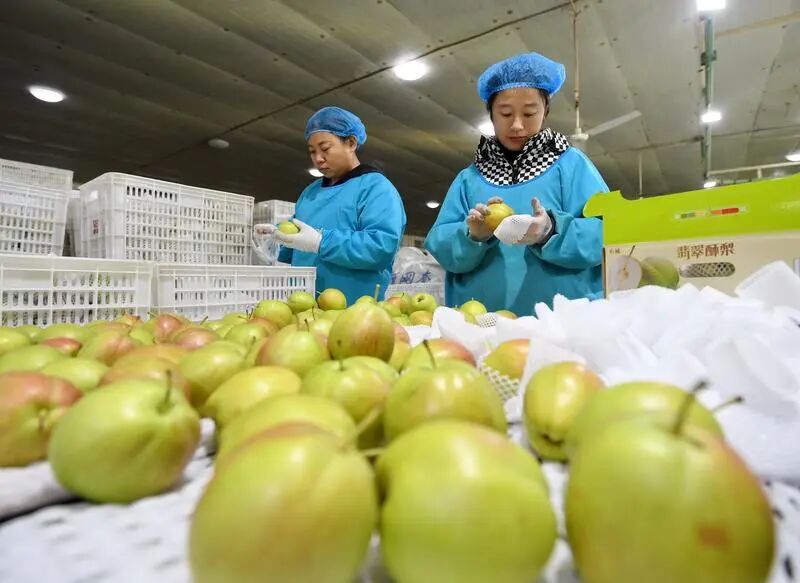 12月8日，工人在河北省晋州市一家果品出口企业的梨分拣包装线上工作。新华社