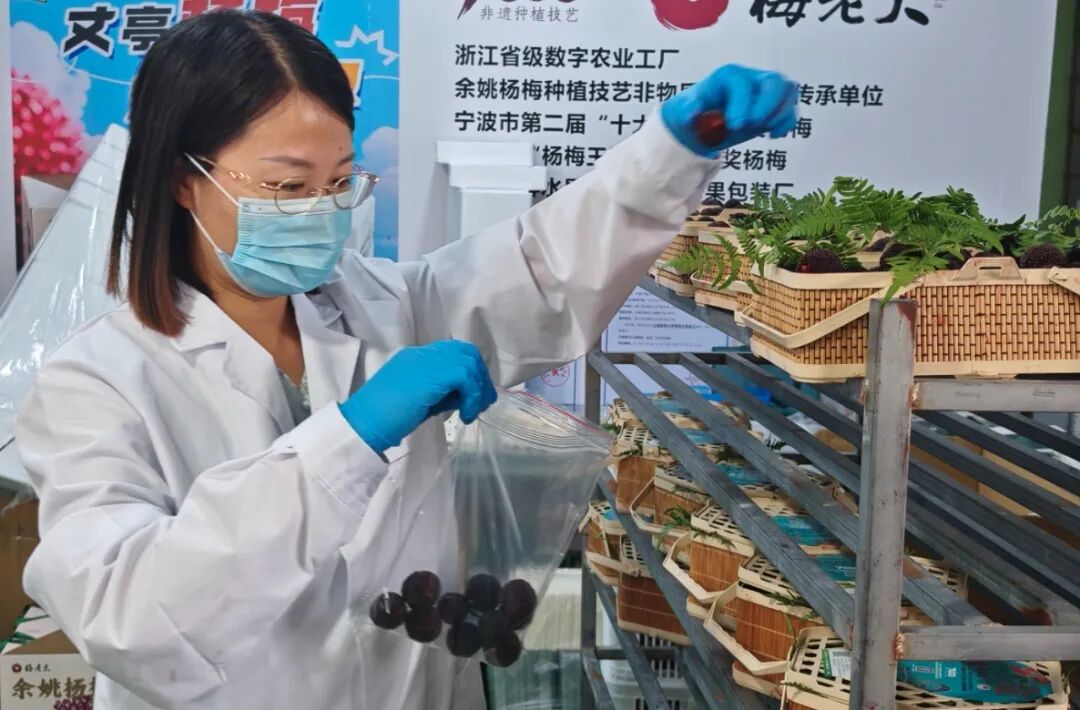 刘凤在妥洽社冷库内为余姚杨梅采样检测 影相/缪琦